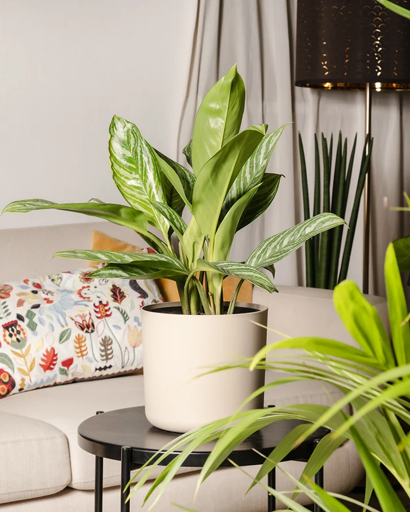Aglaonema Stripes