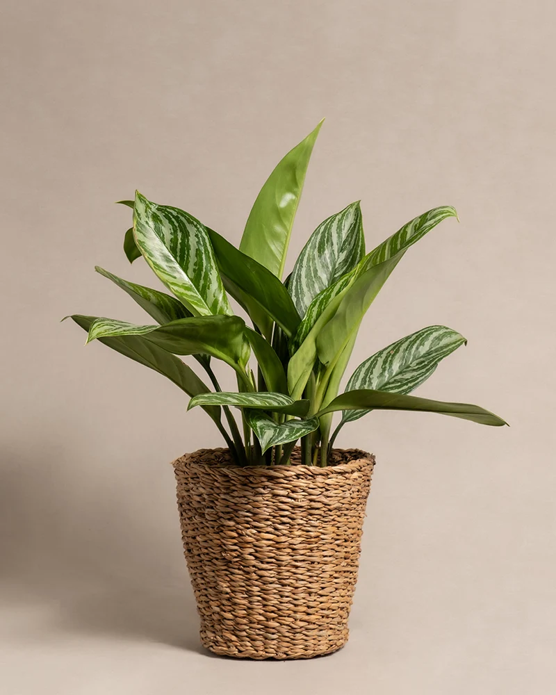 Aglaonema Stripes