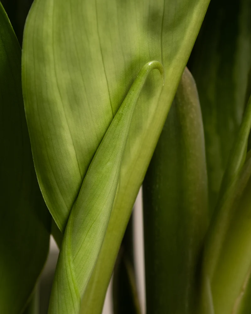 Aglaonema Stripes