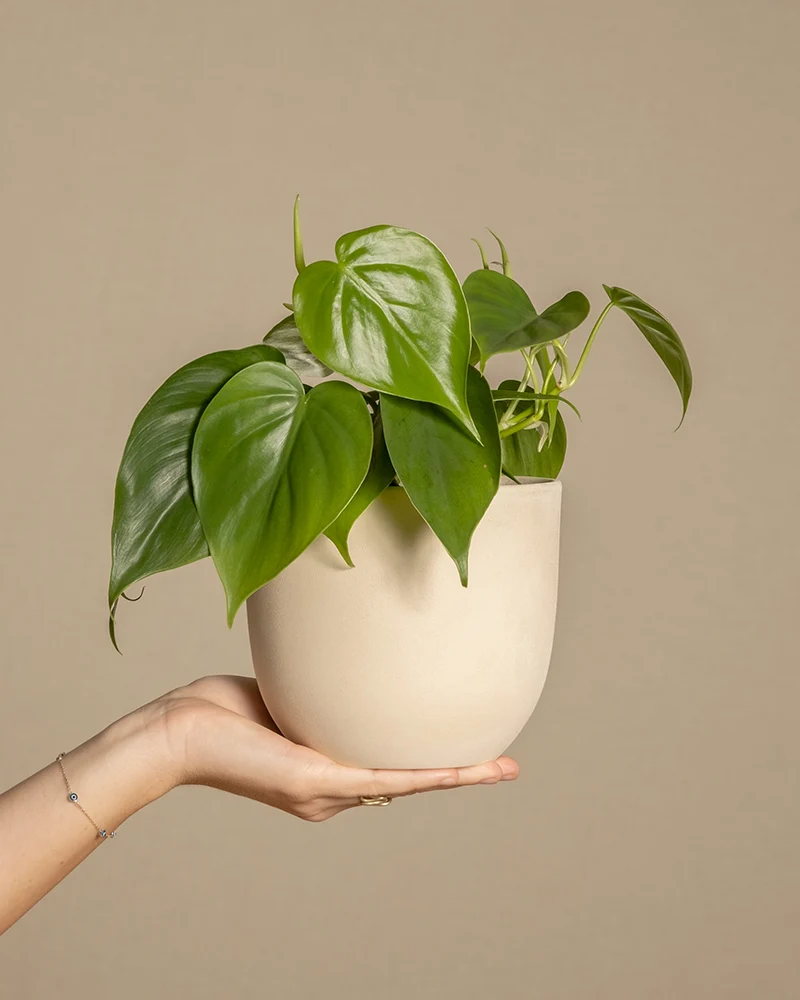 Philodendron scandens