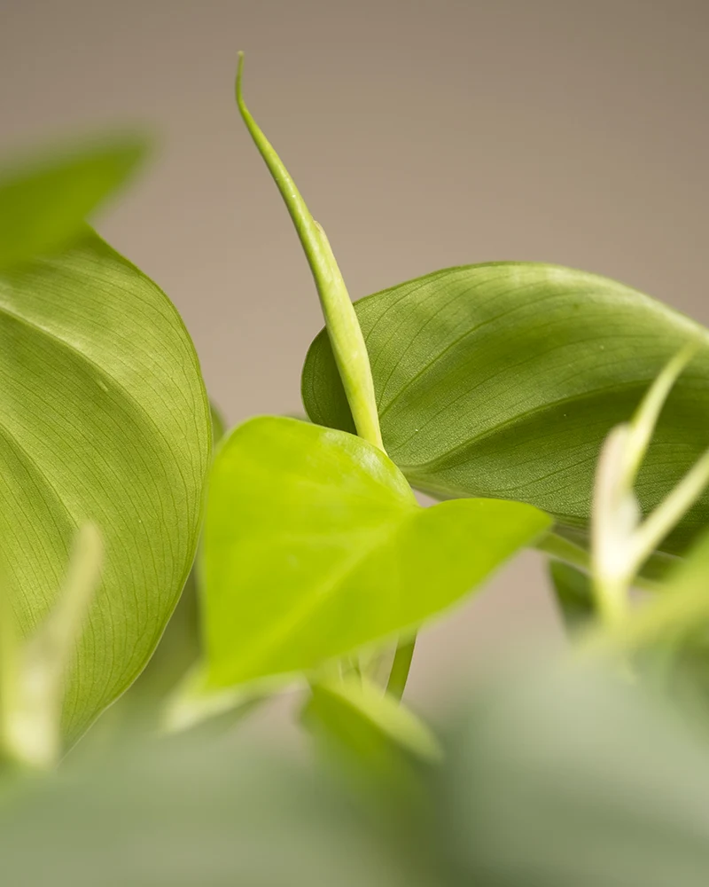 Philodendron scandens