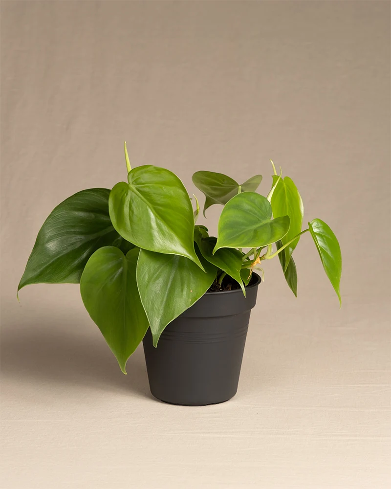 Philodendron scandens