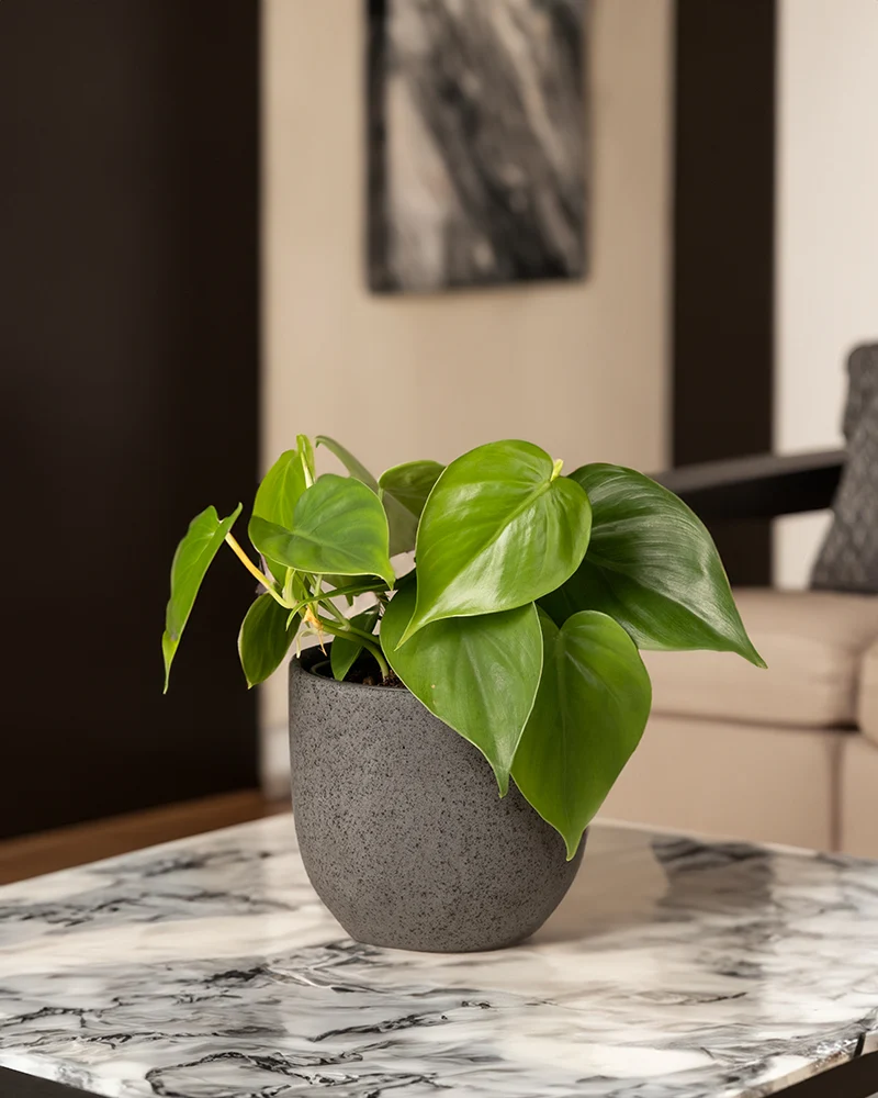 Philodendron scandens