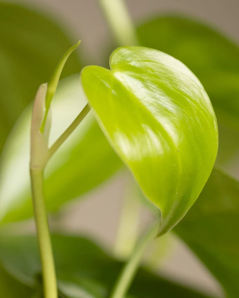 Philodendron scandens