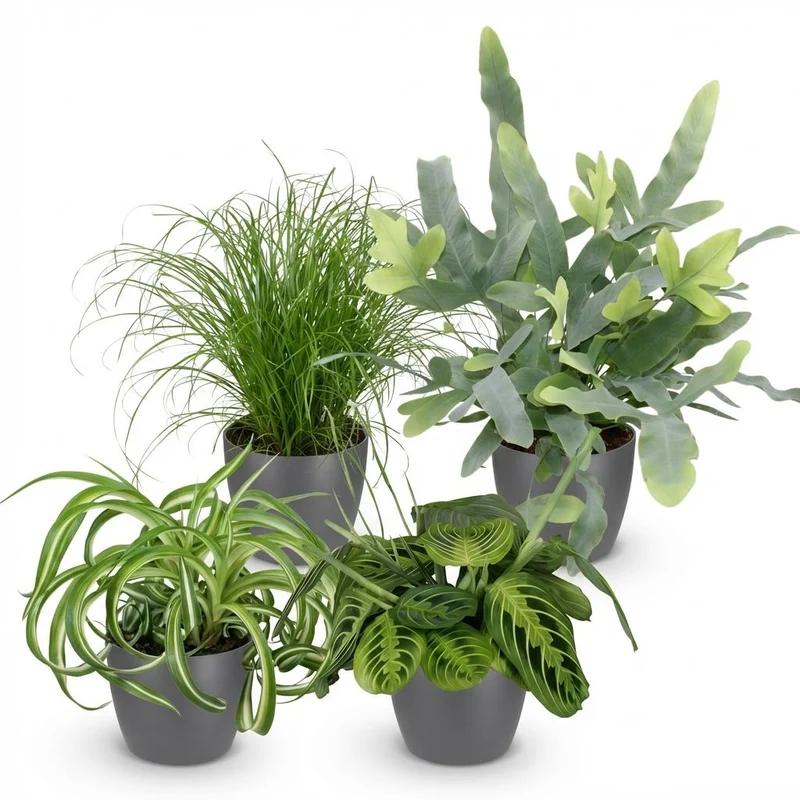 Mix aus 4 Zimmerpflanzen Chlorophytum - Cyperus - Phlebodium - Marantha - mit Potter Grau, Weiß oder Korb - Höhe 25cm