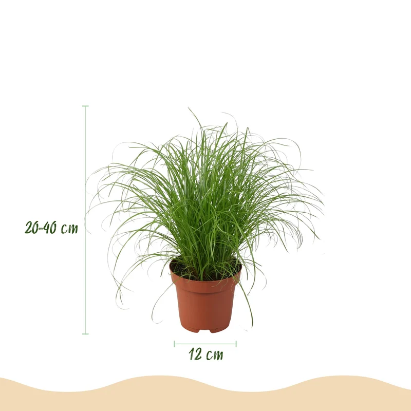 Mix aus 4 Zimmerpflanzen Chlorophytum - Cyperus - Phlebodium - Marantha - mit Potter Grau, Weiß oder Korb - Höhe 25cm