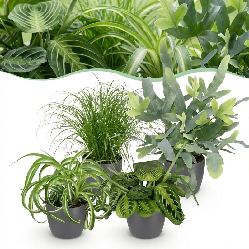 Mix aus 4 Zimmerpflanzen Chlorophytum - Cyperus - Phlebodium - Marantha - mit Potter Grau, Weiß oder Korb - Höhe 25cm