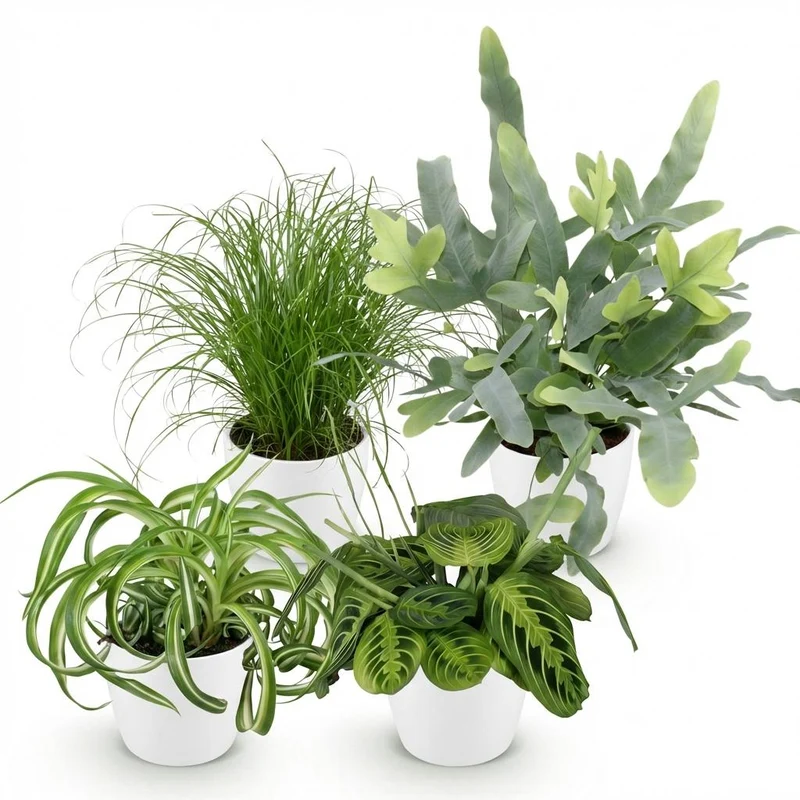 Mix aus 4 Zimmerpflanzen Chlorophytum - Cyperus - Phlebodium - Marantha - mit Potter Grau, Weiß oder Korb - Höhe 25cm