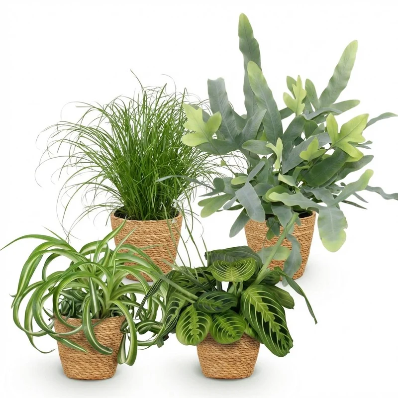 Mix aus 4 Zimmerpflanzen Chlorophytum - Cyperus - Phlebodium - Marantha - mit Potter Grau, Weiß oder Korb - Höhe 25cm