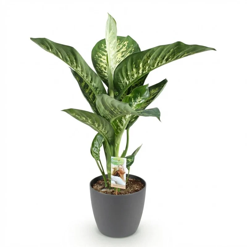 Diefenbachia Tropic Snow - Dieffenbachia mit Potter Grau und Weiß - 1 Pflanze Höhe 90-100cm
