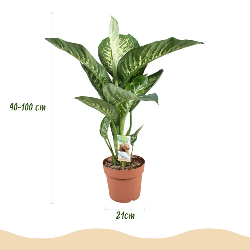 Diefenbachia Tropic Snow - Dieffenbachia mit Potter Grau und Weiß - 1 Pflanze Höhe 90-100cm
