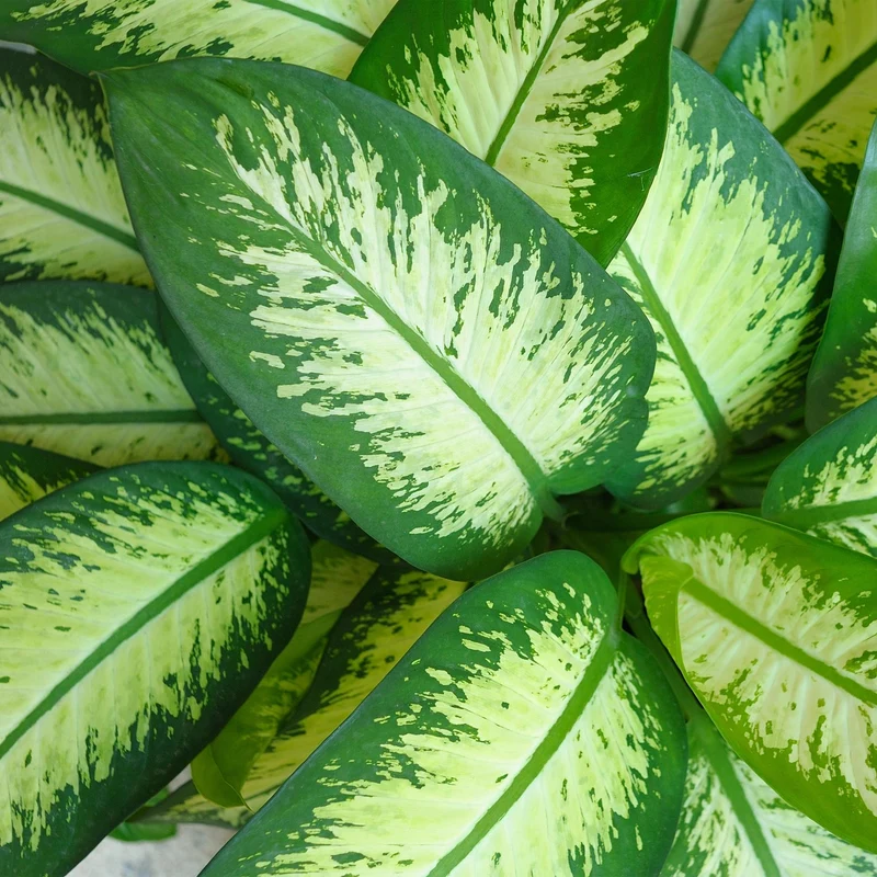 Diefenbachia Tropic Snow - Dieffenbachia mit Potter Grau und Weiß - 1 Pflanze Höhe 90-100cm