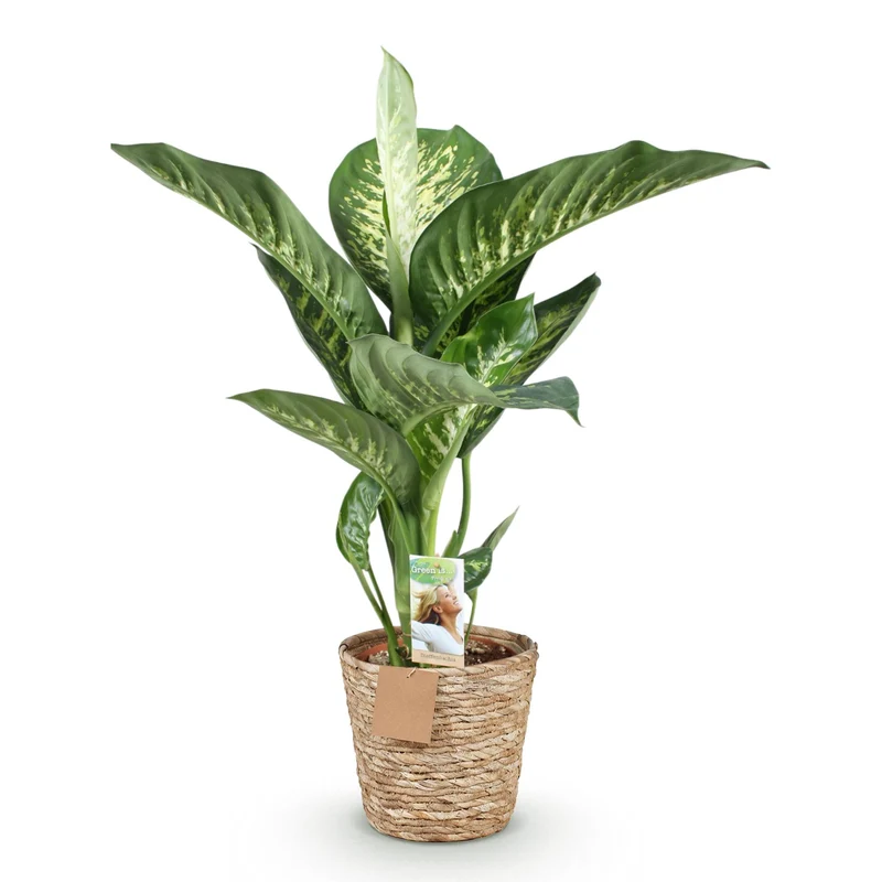 Diefenbachia Tropic Snow - Dieffenbachia mit Potter Grau und Weiß - 1 Pflanze Höhe 90-100cm
