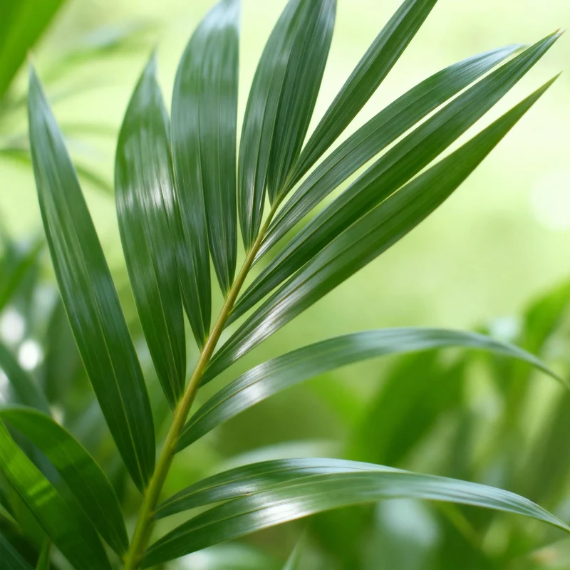 Howea Forsteriana - Kentia-Palme - 1 Pflanze - mit Korb oder Topf - Höhe 120-130cm