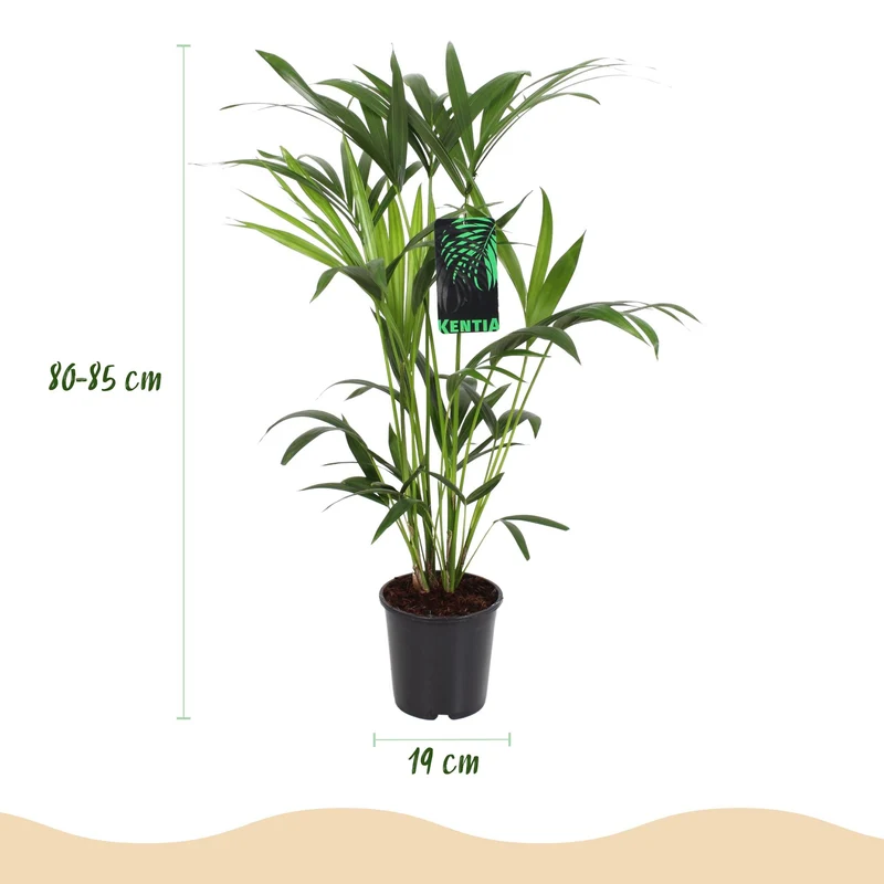 Howea Forsteriana - Kentia Palme - 1 Pflanze - mit Topf Potter Weiß, Grau oder mit Korb - Höhe 80-85cm