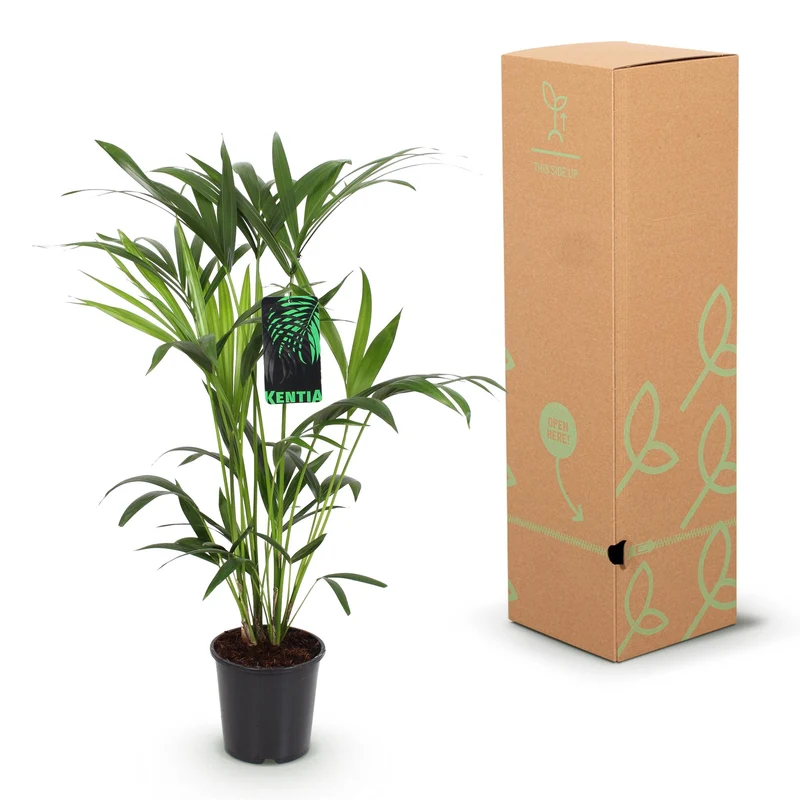 Howea Forsteriana - Kentia Palme - 1 Pflanze - mit Topf Potter Weiß, Grau oder mit Korb - Höhe 80-85cm