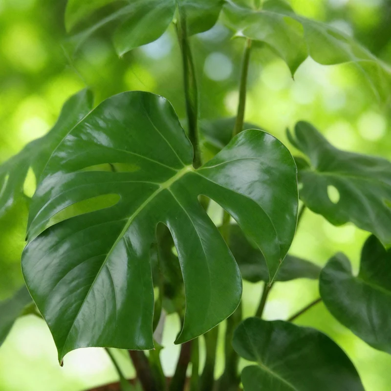 Monstera Deliciosa - 1 Pflanze - mit Potter Weiß oder Grau - Topf 21cm - Höhe 70-80cm