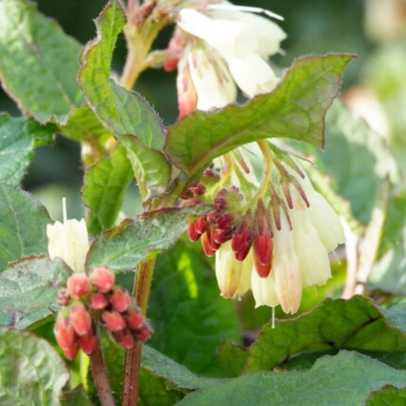 6x Kaukasus-Beinwell kaufen – Symphytum grandiflorum | Bodendecker, Höhe 10–25 cm