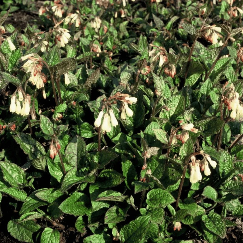 6x Kaukasus-Beinwell kaufen – Symphytum grandiflorum | Bodendecker, Höhe 10–25 cm