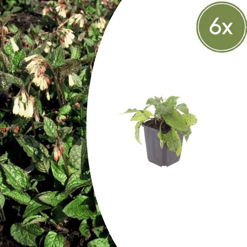 6x Kaukasus-Beinwell kaufen – Symphytum grandiflorum | Bodendecker, Höhe 10–25 cm