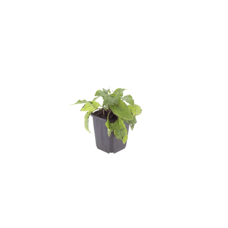 6x Kaukasus-Beinwell kaufen – Symphytum grandiflorum | Bodendecker, Höhe 10–25 cm