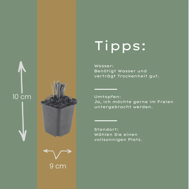6x Liatris spicata - ↕10-25cm - Ø9cm