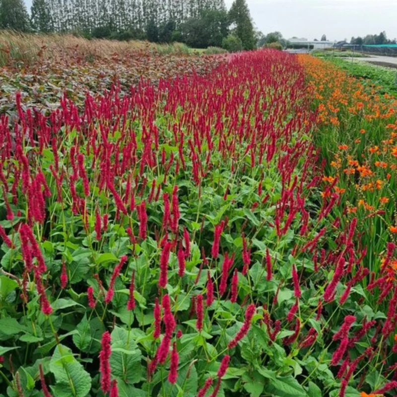 6x Kerzenknöterich 'Blackfield' kaufen – Persicaria amplexicaulis | Höhe 10–25 cm, Ø 9 cm