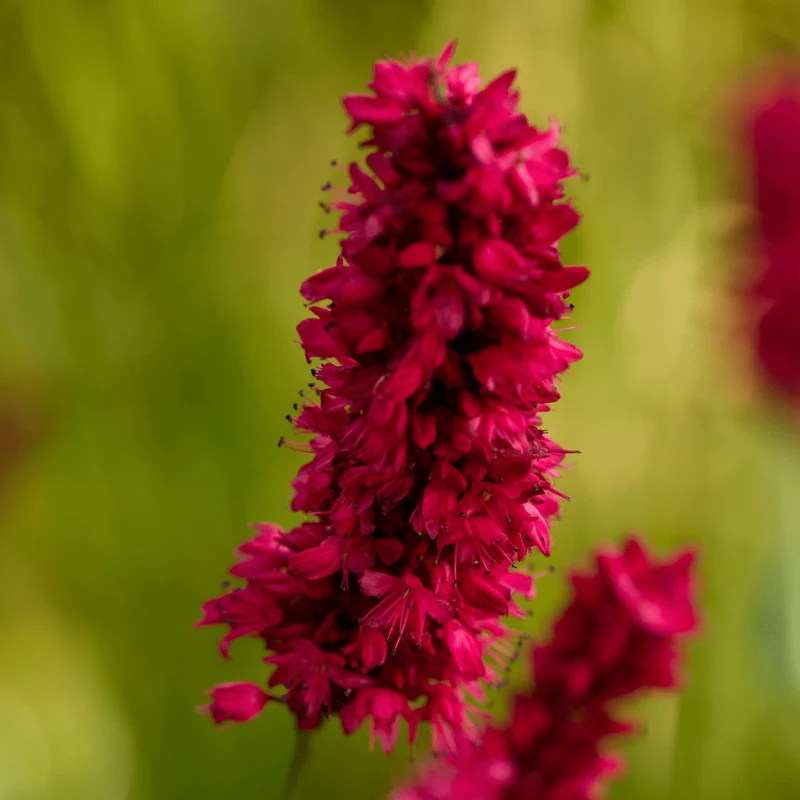 6x Kerzenknöterich 'Blackfield' kaufen – Persicaria amplexicaulis | Höhe 10–25 cm, Ø 9 cm