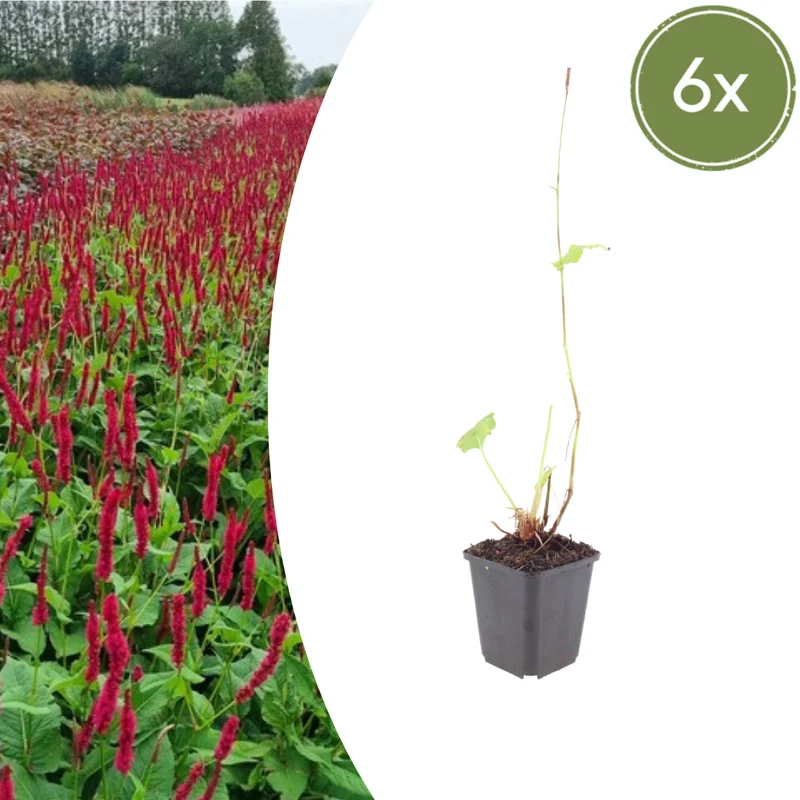 6x Kerzenknöterich 'Blackfield' kaufen – Persicaria amplexicaulis | Höhe 10–25 cm, Ø 9 cm