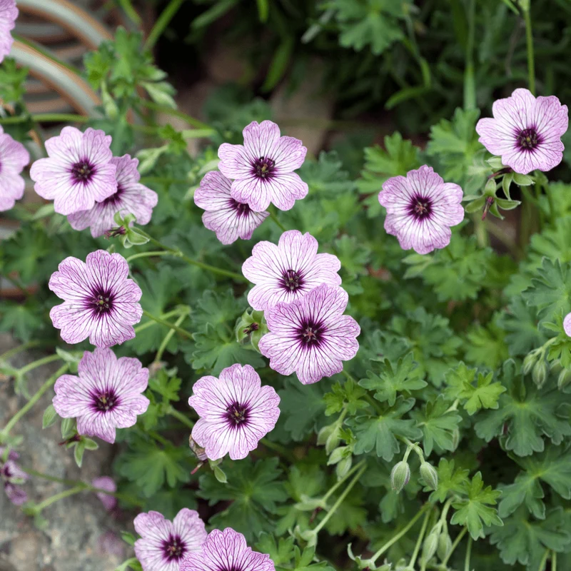 6x Storchschnabel 'Ballerina' kaufen – Geranium cinereum | Höhe 10–25 cm, Ø 9 cm