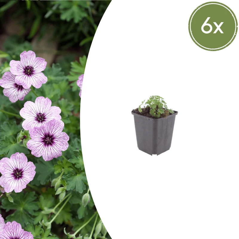 6x Storchschnabel 'Ballerina' kaufen – Geranium cinereum | Höhe 10–25 cm, Ø 9 cm