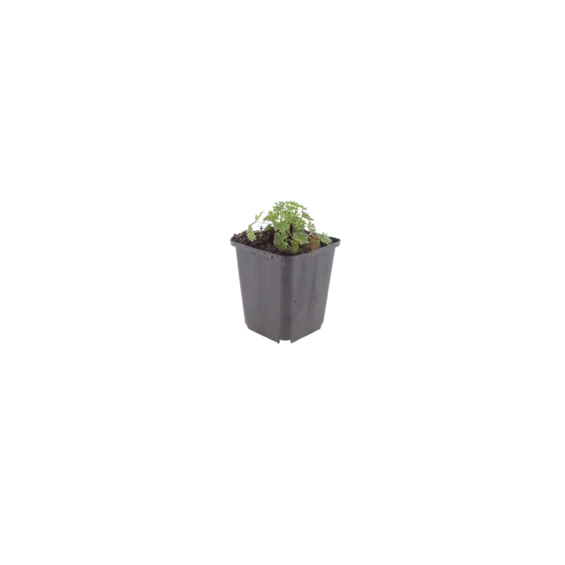 6x Storchschnabel 'Ballerina' kaufen – Geranium cinereum | Höhe 10–25 cm, Ø 9 cm