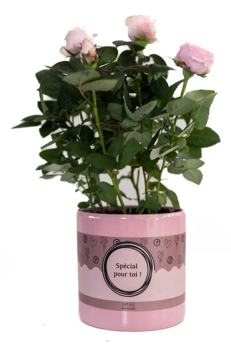 Rose Light Pink In P&PURE "SPECIAL POUR TOI" Verpackung - Ø12cm - ↕30cm