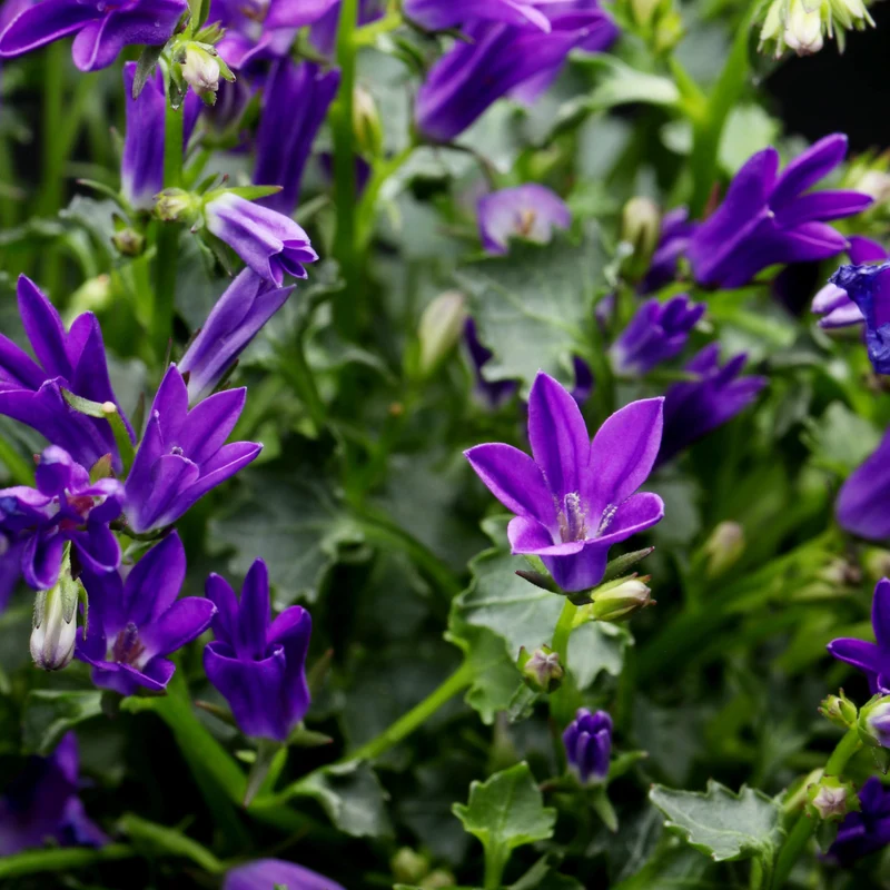 6x Glockenblume 'Coerulea' kaufen – Campanula persicifolia | Höhe 10–25 cm, Ø 9 cm