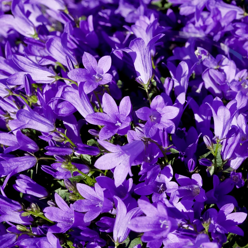 6x Glockenblume 'Coerulea' kaufen – Campanula persicifolia | Höhe 10–25 cm, Ø 9 cm
