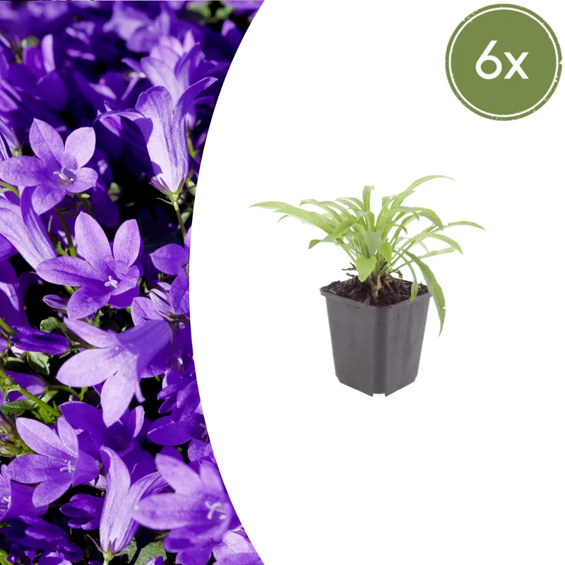 6x Glockenblume 'Coerulea' kaufen – Campanula persicifolia | Höhe 10–25 cm, Ø 9 cm