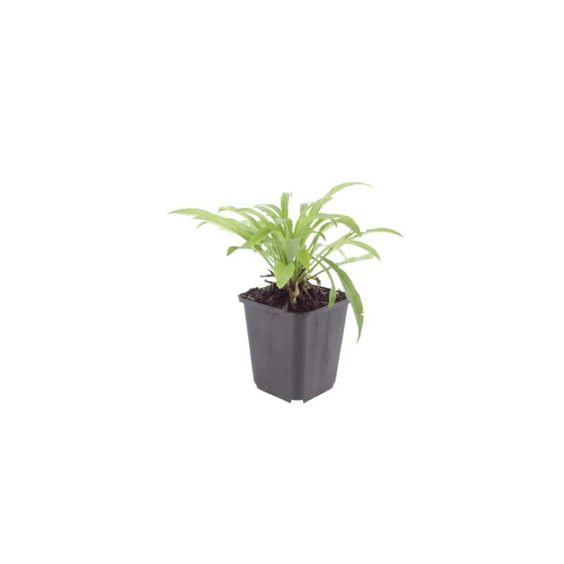 6x Glockenblume 'Coerulea' kaufen – Campanula persicifolia | Höhe 10–25 cm, Ø 9 cm