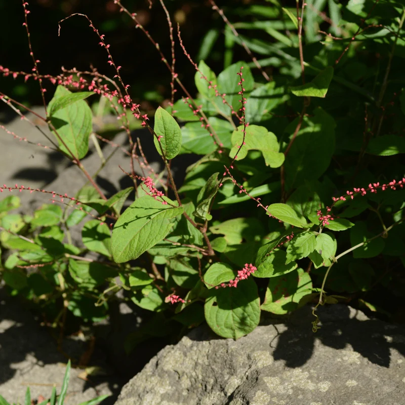6x Knöterich kaufen – Persicaria a. 'Speciosa' - ↕10-25cm - Ø9cm