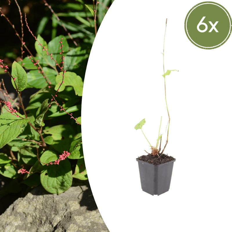 6x Knöterich kaufen – Persicaria a. 'Speciosa' - ↕10-25cm - Ø9cm