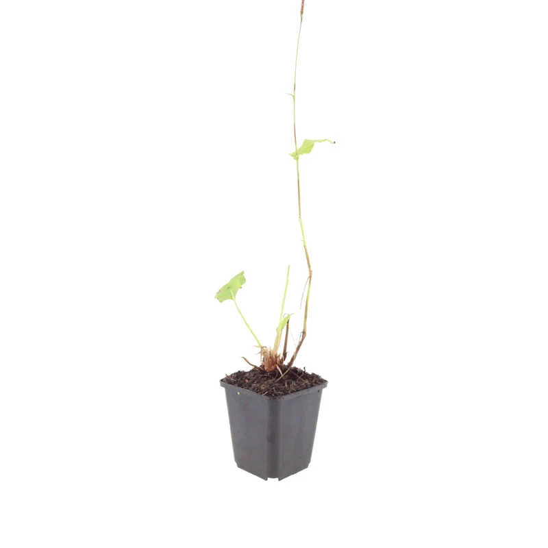 6x Knöterich kaufen – Persicaria a. 'Speciosa' - ↕10-25cm - Ø9cm