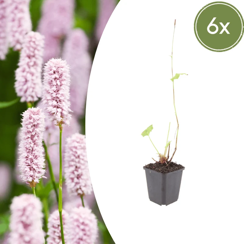 6x Knöterich kaufen – Persicaria bistorta - ↕10-25cm - Ø9cm