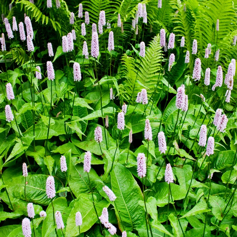 6x Knöterich kaufen – Persicaria bistorta - ↕10-25cm - Ø9cm