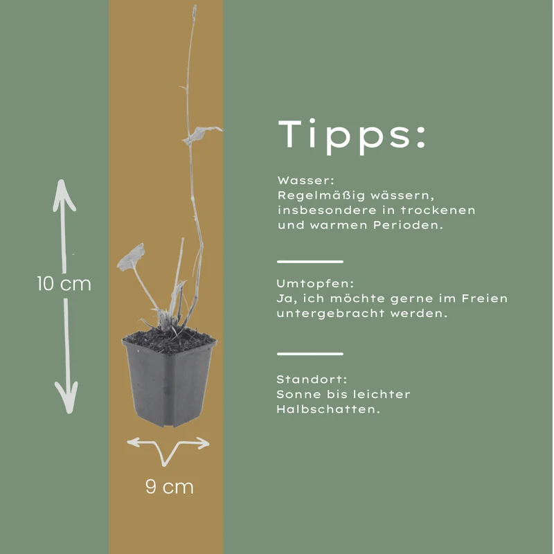 6x Knöterich kaufen – Persicaria bistorta - ↕10-25cm - Ø9cm