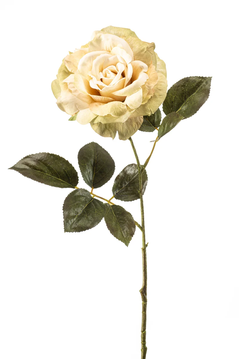 Rose pascal künstlich 65 cm - 1 Stiel - Creme