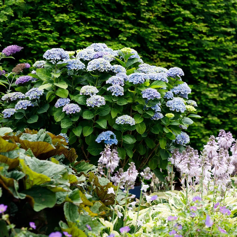 Hortensie Magical Revolution Blue - Blau - 6-10 Blumen - Topf 23cm Höhe 55cm