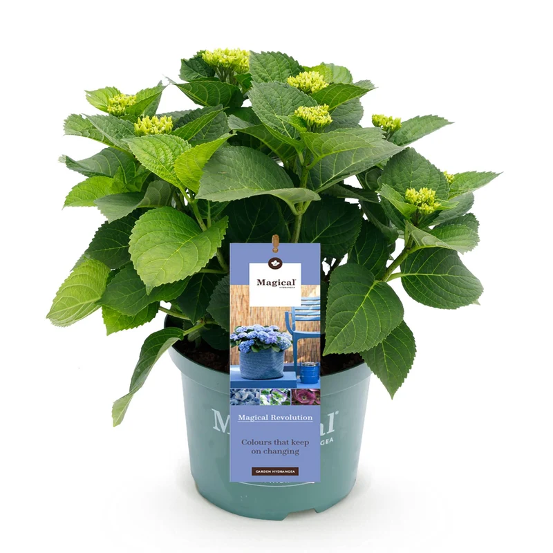 Hortensie Magical Revolution Blue - Blau - 6-10 Blumen - Topf 23cm Höhe 55cm