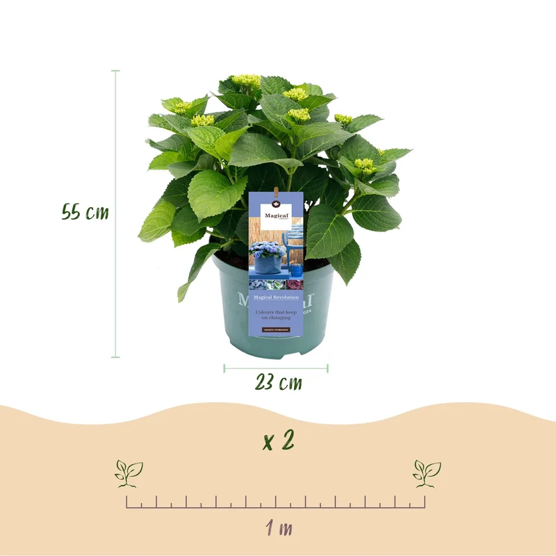 Hortensie Magical Revolution Blue - Blau - 6-10 Blumen - Topf 23cm Höhe 55cm