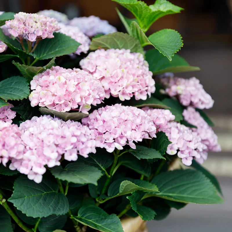Hortensie Magical Revolution Pink - Pink - 6-10 Blumen - Topf 23cm Höhe 55cm