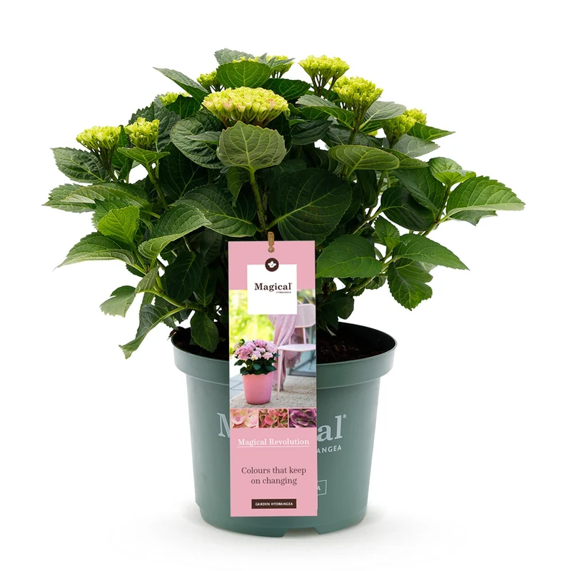 Hortensie Magical Revolution Pink - Pink - 6-10 Blumen - Topf 23cm Höhe 55cm