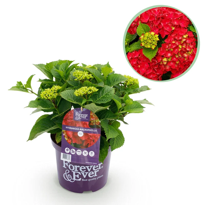 Hortensie - Hydrangea Forever & Ever - Rot - 7-12 Blumen - Topf 23cm Höhe 55cm